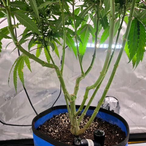 Frost Advisory  growlog timeline photo