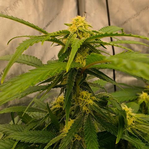 Frost Advisory  growlog timeline photo
