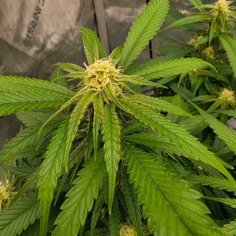 Frost Advisory  growlog timeline photo