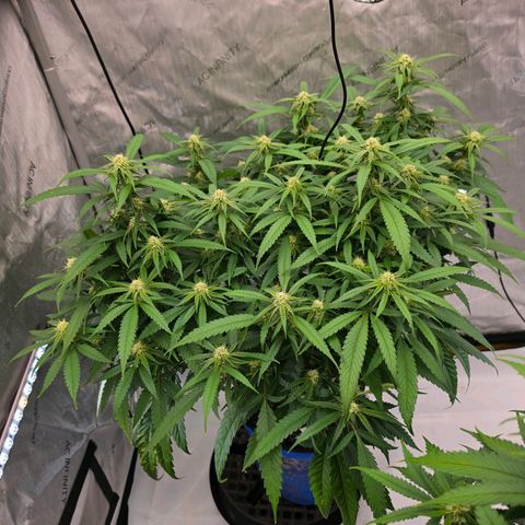 Frost Advisory  growlog timeline photo