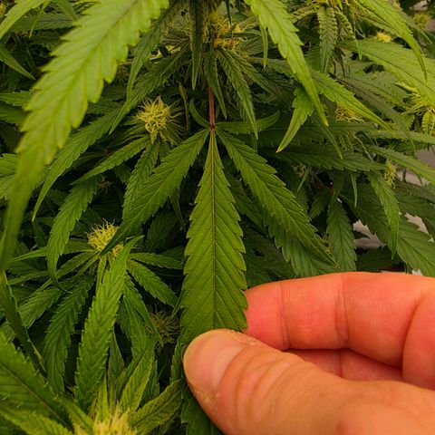 Frost Advisory  growlog timeline photo
