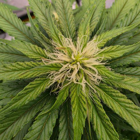 Loud Love growlog timeline photo