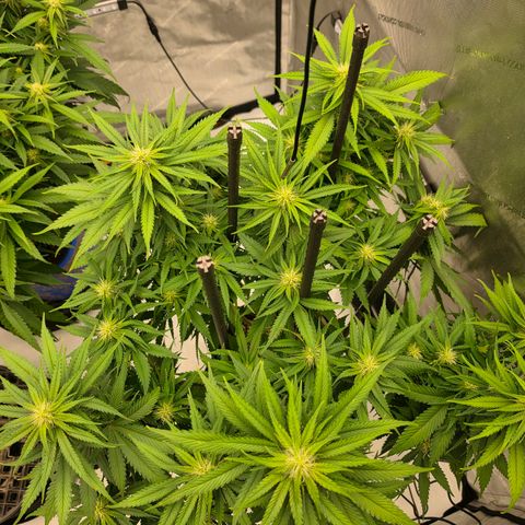 Loud Love growlog timeline photo