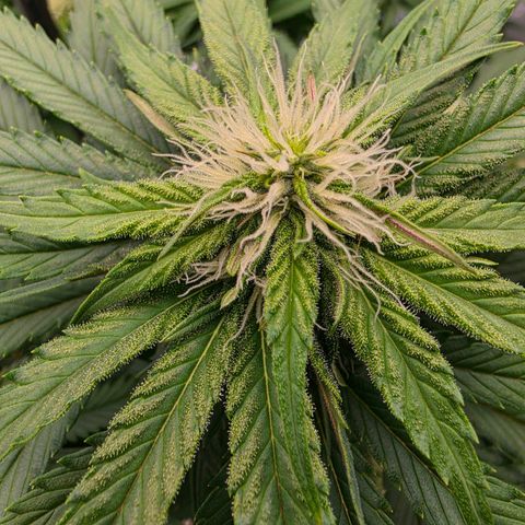 Loud Love growlog timeline photo