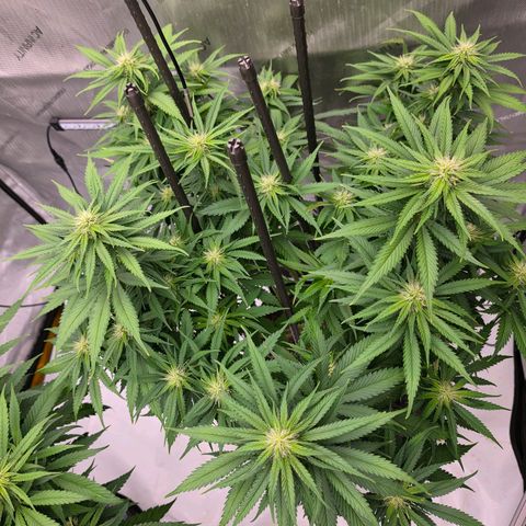 Loud Love growlog timeline photo