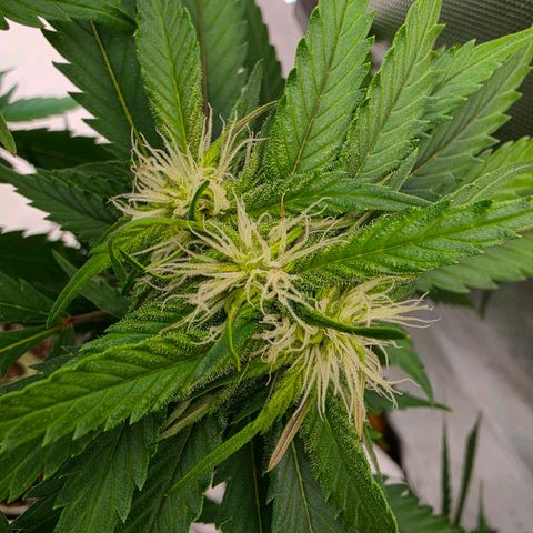 Loud Love growlog timeline photo