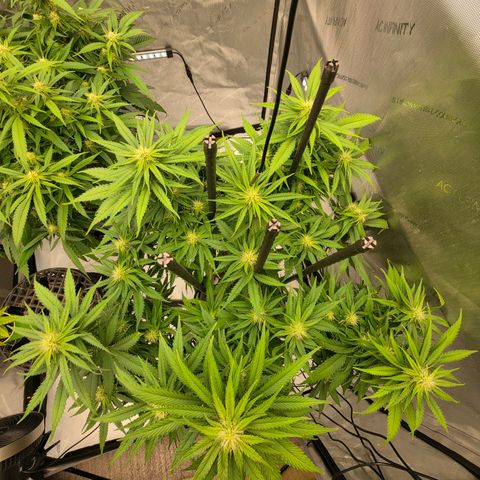 Loud Love growlog timeline photo