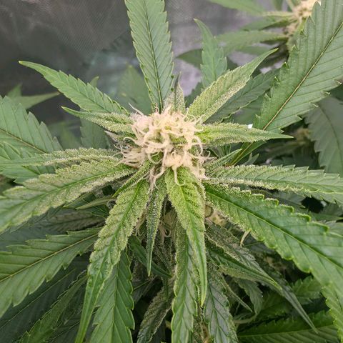 Frost Advisory  growlog timeline photo