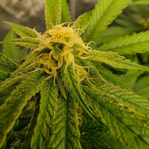 Frost Advisory  growlog timeline photo