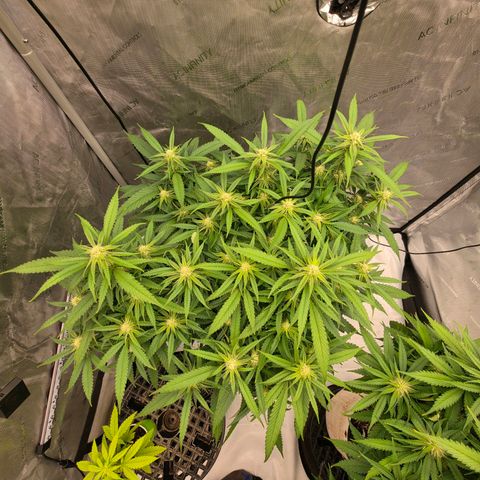 Frost Advisory  growlog timeline photo