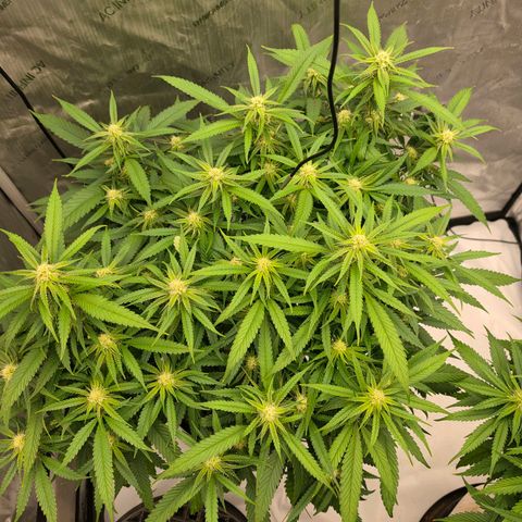 Frost Advisory  growlog timeline photo