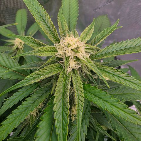 Frost Advisory  growlog timeline photo