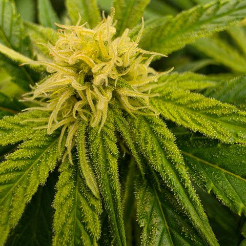 Frost Advisory  growlog timeline photo