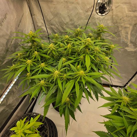 Frost Advisory  growlog timeline photo