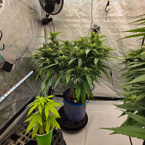 Frost Advisory  growlog timeline photo