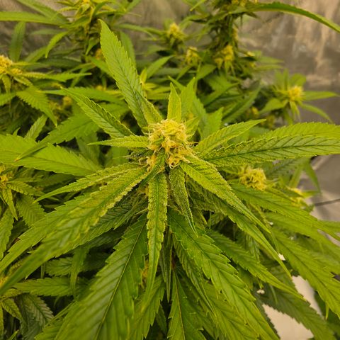 Frost Advisory  growlog timeline photo