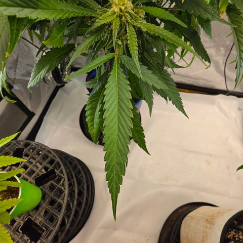 Frost Advisory  growlog timeline photo