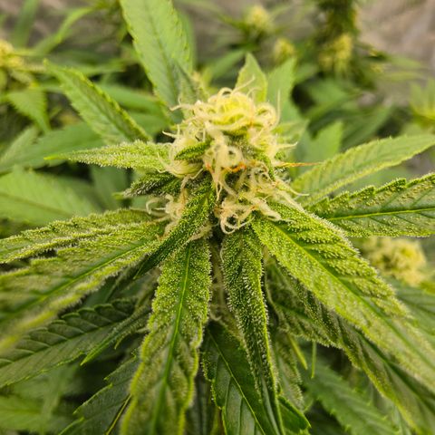 Frost Advisory  growlog timeline photo