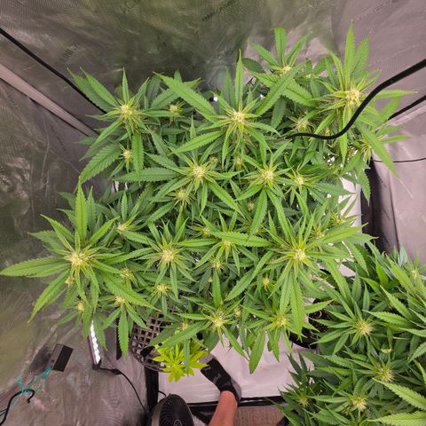 Frost Advisory  growlog timeline photo