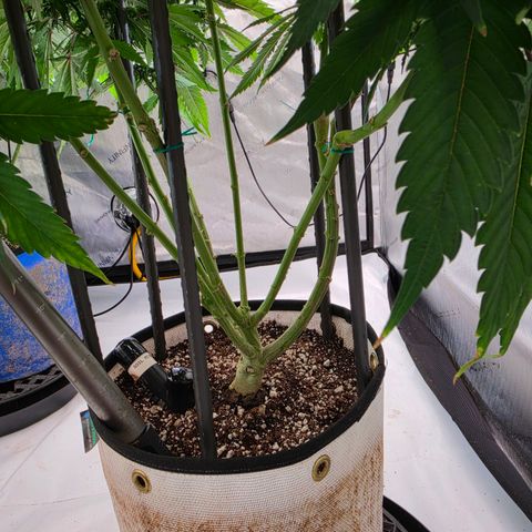 Loud Love growlog timeline photo