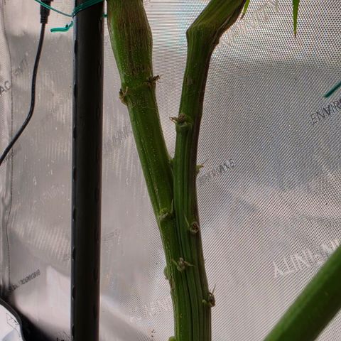 Loud Love growlog timeline photo