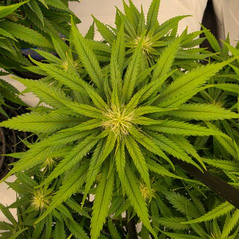 Loud Love growlog timeline photo
