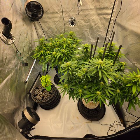 Loud Love growlog timeline photo