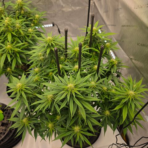 Loud Love growlog timeline photo