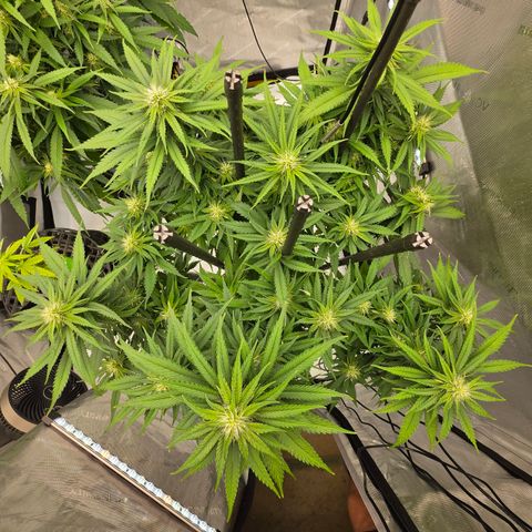 Loud Love growlog timeline photo