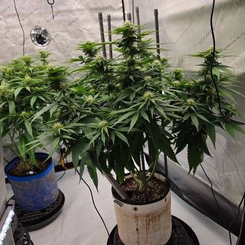 Loud Love growlog timeline photo