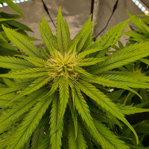 Loud Love growlog timeline photo