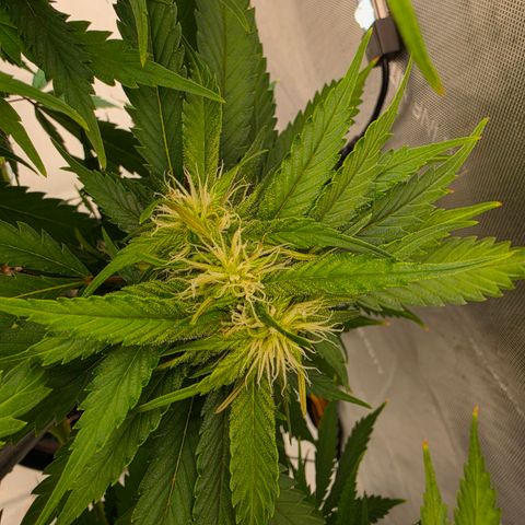 Loud Love growlog timeline photo