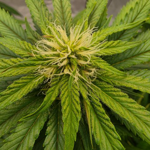 Loud Love growlog timeline photo