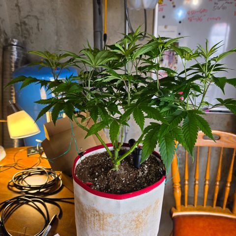 Cherry Vanilla Skunk growlog timeline photo