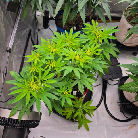 Cherry Vanilla Skunk growlog timeline photo