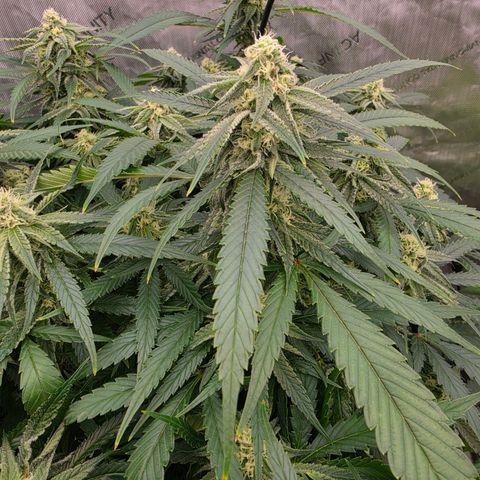 Frost Advisory  growlog timeline photo