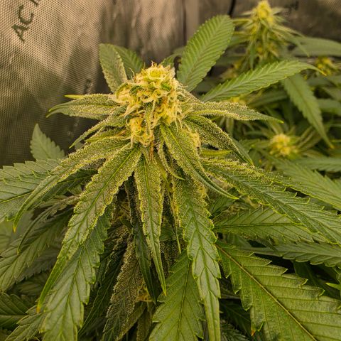 Frost Advisory  growlog timeline photo