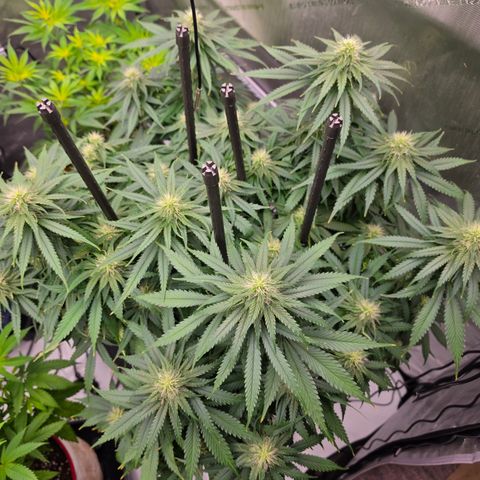 Loud Love growlog timeline photo