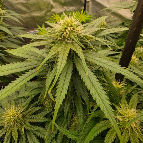 Loud Love growlog timeline photo