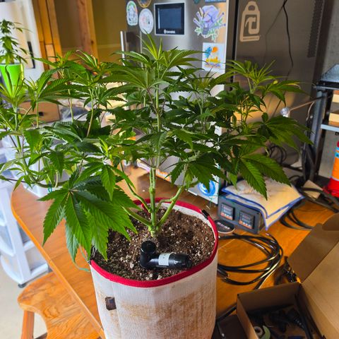 Cherry Vanilla Skunk growlog timeline photo