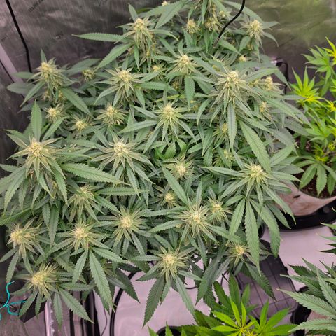Frost Advisory  growlog timeline photo