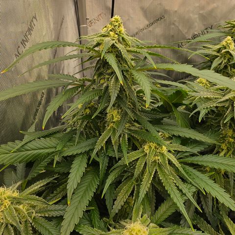 Frost Advisory  growlog timeline photo