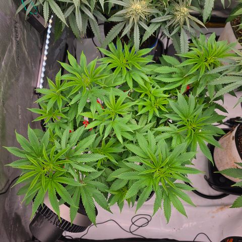 Cherry Vanilla Skunk growlog timeline photo