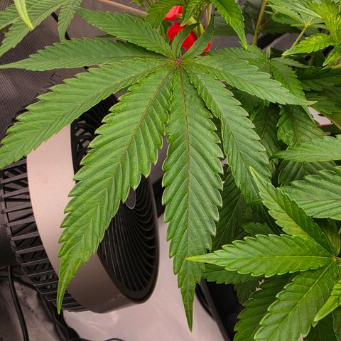 Cherry Vanilla Skunk growlog timeline photo