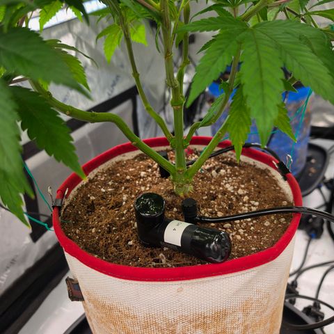 Cherry Vanilla Skunk growlog timeline photo