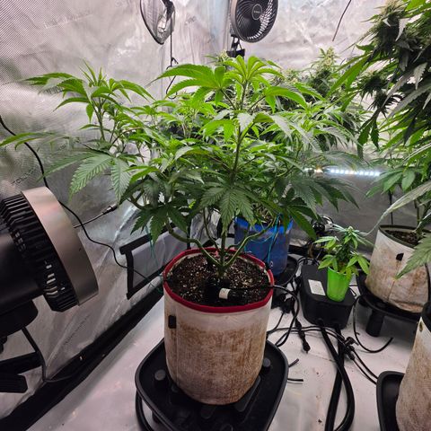 Cherry Vanilla Skunk growlog timeline photo