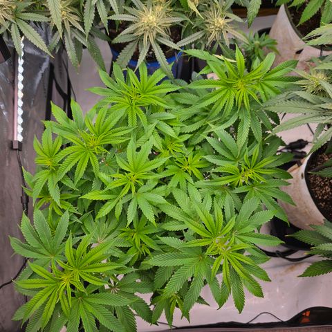 Cherry Vanilla Skunk growlog timeline photo