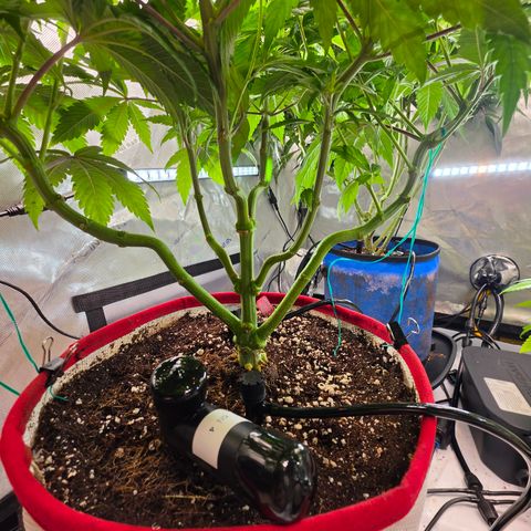 Cherry Vanilla Skunk growlog timeline photo