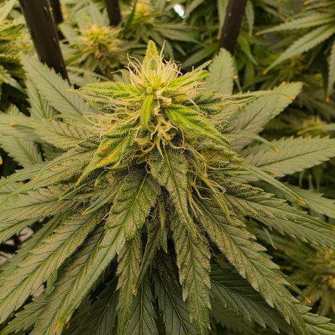 Loud Love growlog timeline photo