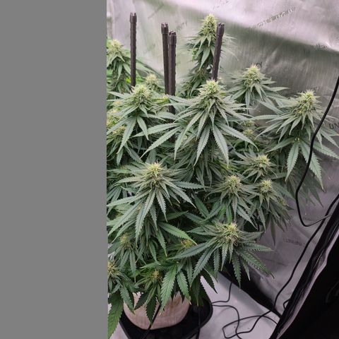 Loud Love growlog timeline photo